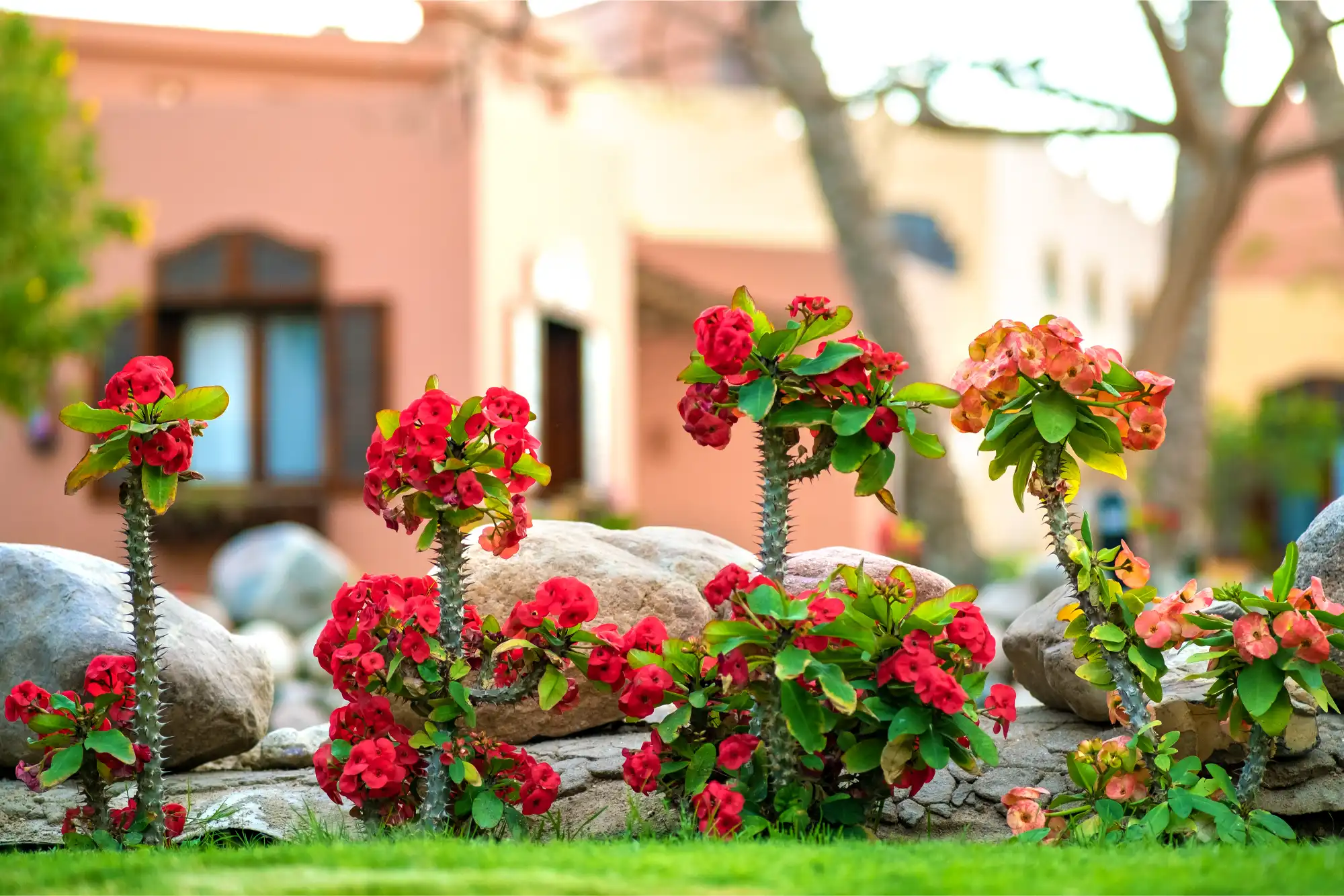 Backyard Transformation
