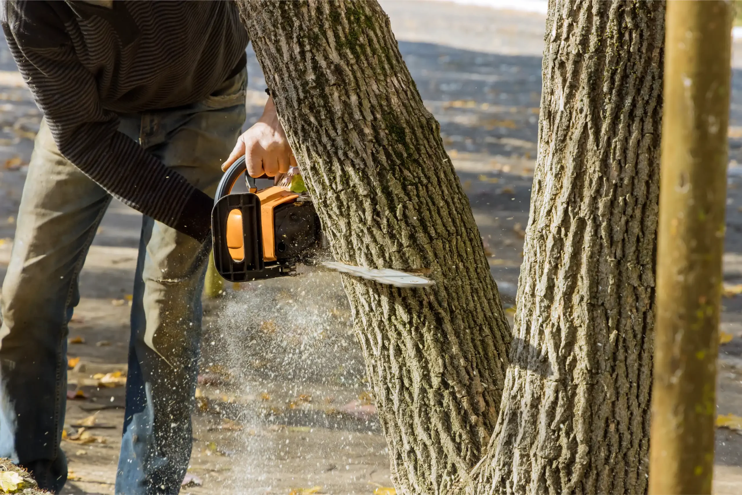 tree care management services| green legacy landscaping
